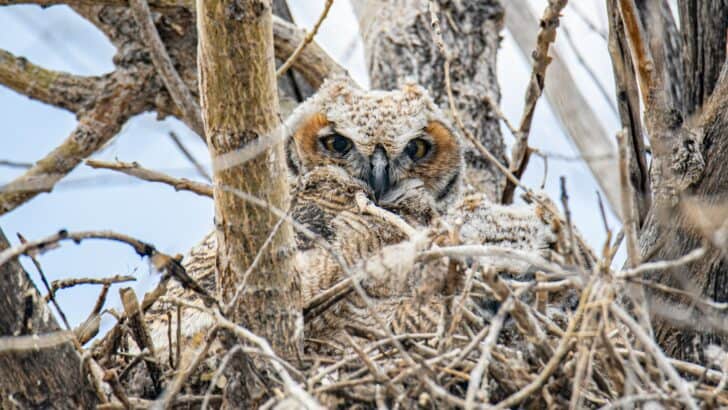 Owls Are Nesting in the Strangest Places&mdash;Here&rsquo;s What It Means