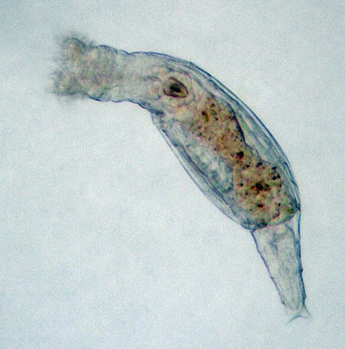 bdelloid rotifer