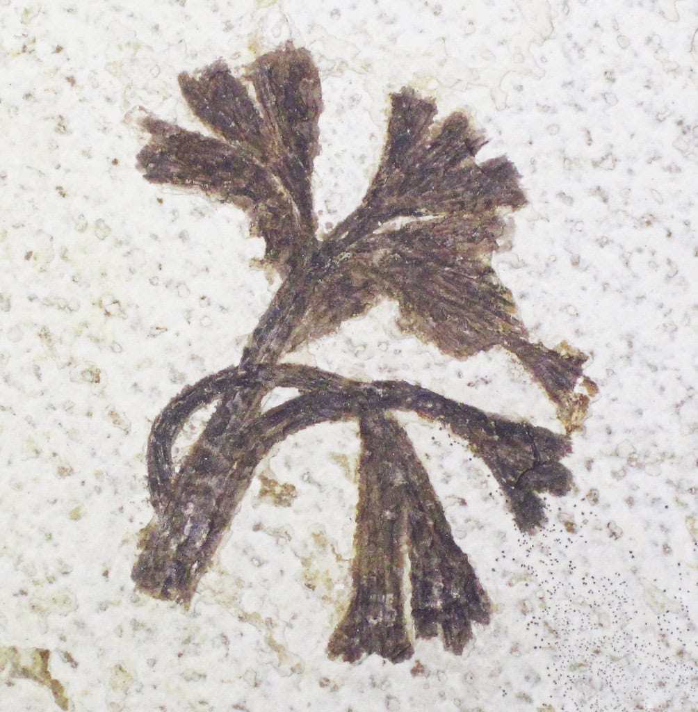 Fossil flower