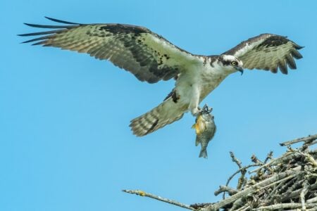 The Truth About How Ospreys Reclaimed America&rsquo;s Rivers