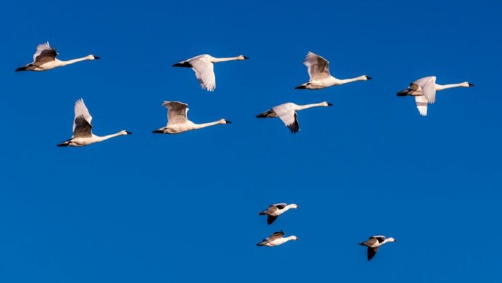 The Science Behind Animal Homing Instincts