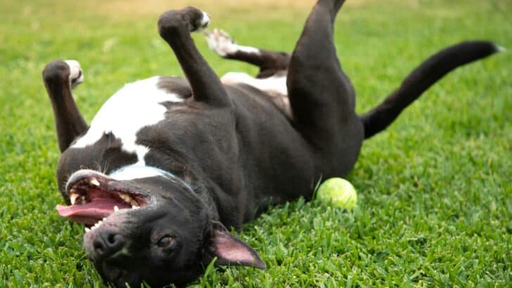 Animals That Have Interrupted Major Sports Events