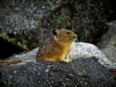 The Majestic Wildlife of Washington&rsquo;s National Parks