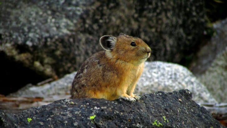 The Majestic Wildlife of Washington’s National Parks