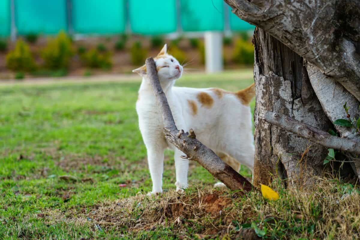 A white and brown cat standing next to a tree