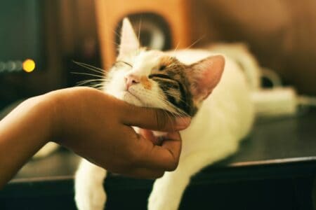 14 Signs Your Cat Thinks You&rsquo;re Its Property