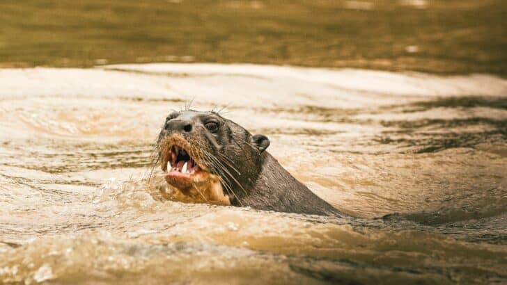 Why Sea Otters Are Essential to U.S. Coastal Ecosystems