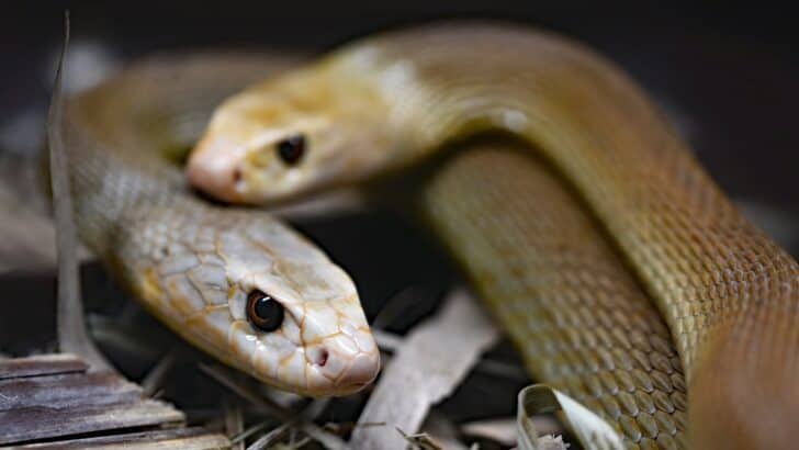 What Makes Male Snake Reproduction So Interesting?