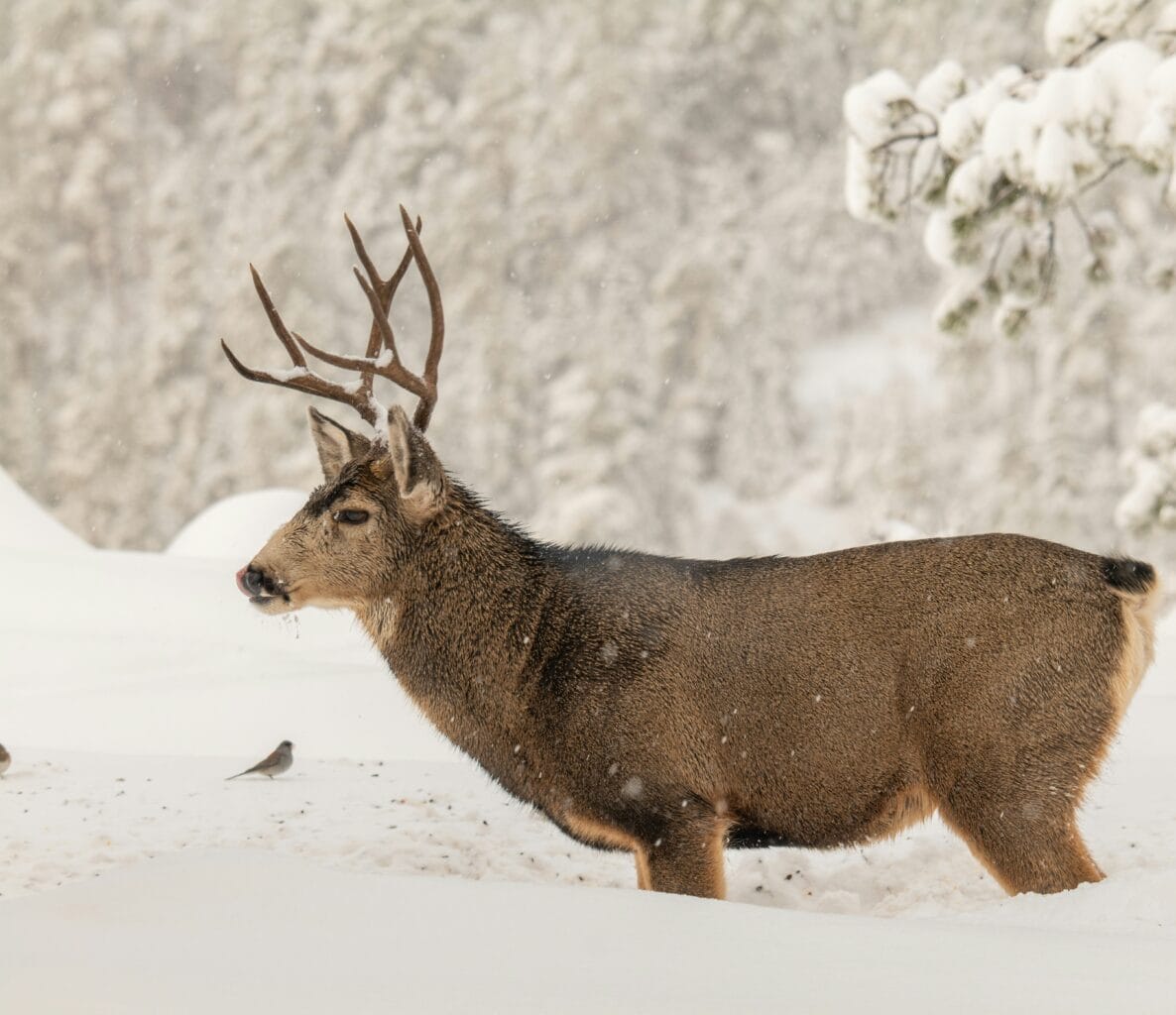A mule deer on a snowy environment.