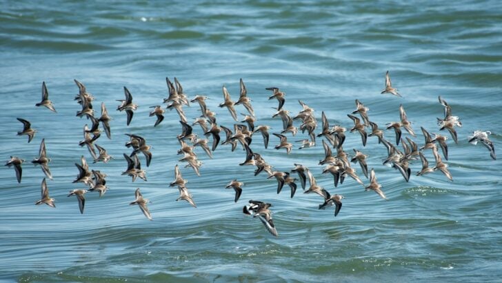 How Birds Use Earth’s Magnetic Field to Navigate