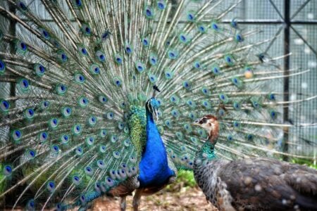 The Peacock: A Vibrant Display of Colours and Feathers