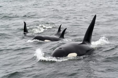 Orcas Are Sinking Boats in Europe