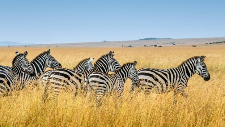 Are Animal Influencers Hurting Wildlife Conservation?