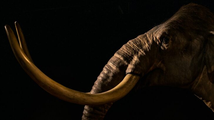 Fossils Show Mammoths Once Swam Across the Great Lakes