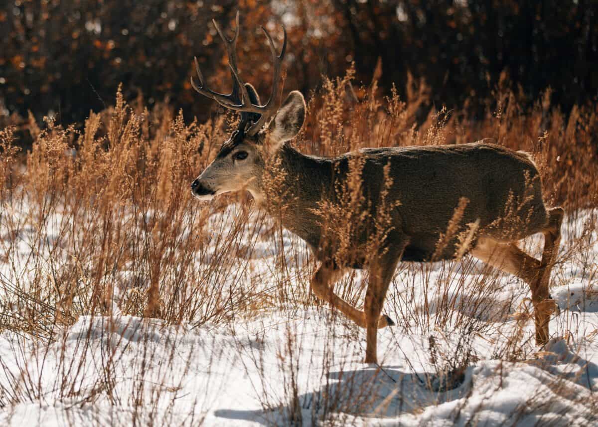 A deer roaming around the woods.