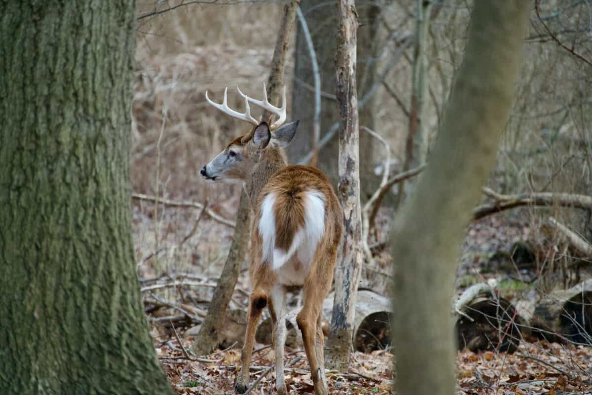 a deer standing in the middle of a forest
