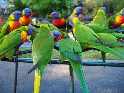Why Wild Parrots Are Developing Their Own Dialects