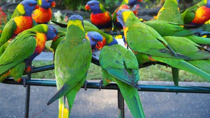 Why Wild Parrots Are Developing Their Own Dialects