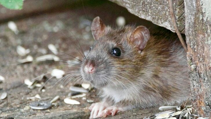 A Nation Turns Its Back on Lab Animals as Research Funding Disappears