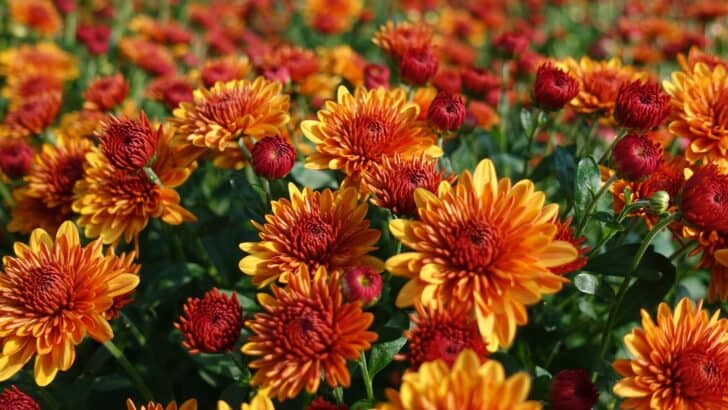 Scientists Recreate the Scent of a 100-Million-Year-Old Flower