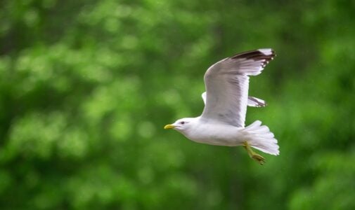 What Causes Birds to Suddenly Fall From the Sky?