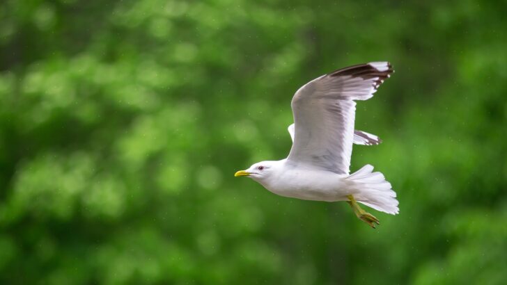 What Causes Birds to Suddenly Fall From the Sky?