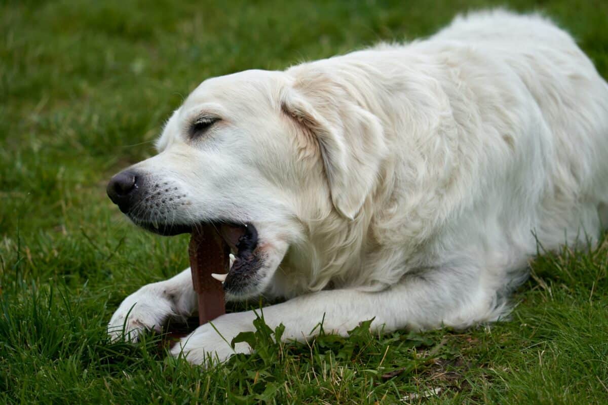 A large white dog laying on top of a lush green field