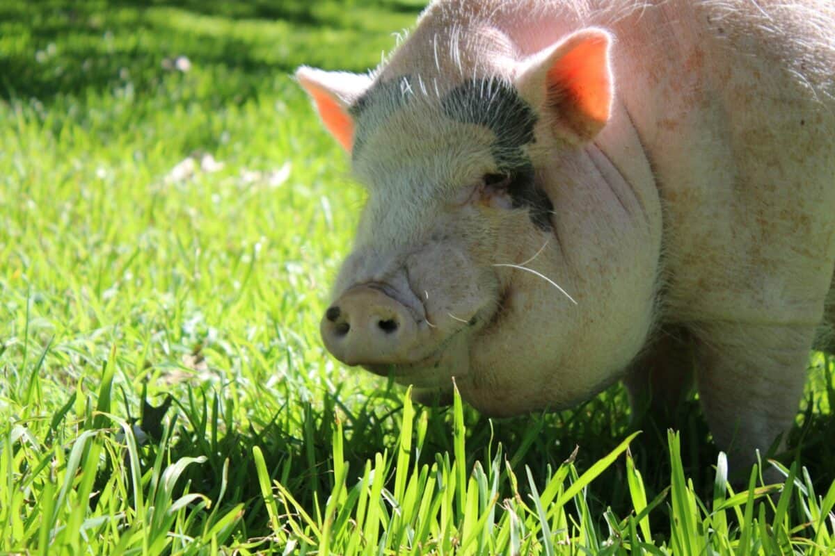 domestic pig grazing on green grass during daytime