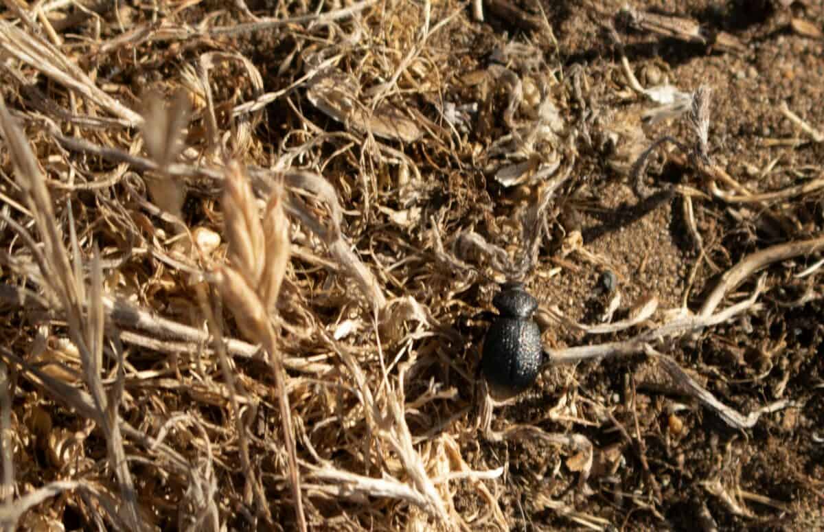 A couple of small birds sitting on top of a dry grass field