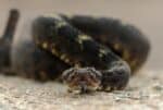 Image showcasing 20 Snake Adaptations That Defy Evolution - Animals Around The Globe