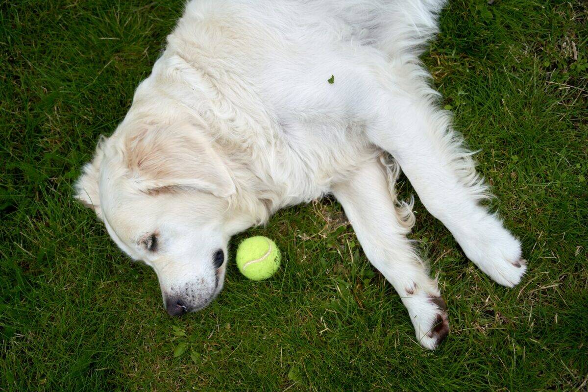 A white dog laying on the grass with a tennis ball