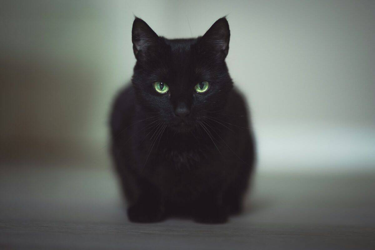 black cat on white floor