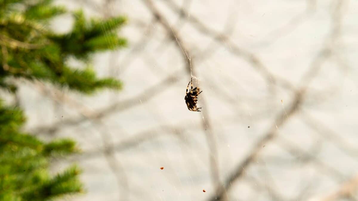 A spider hanging from a web in a tree