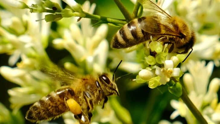 Can Bees Can Be Trained to Detect Bombs?