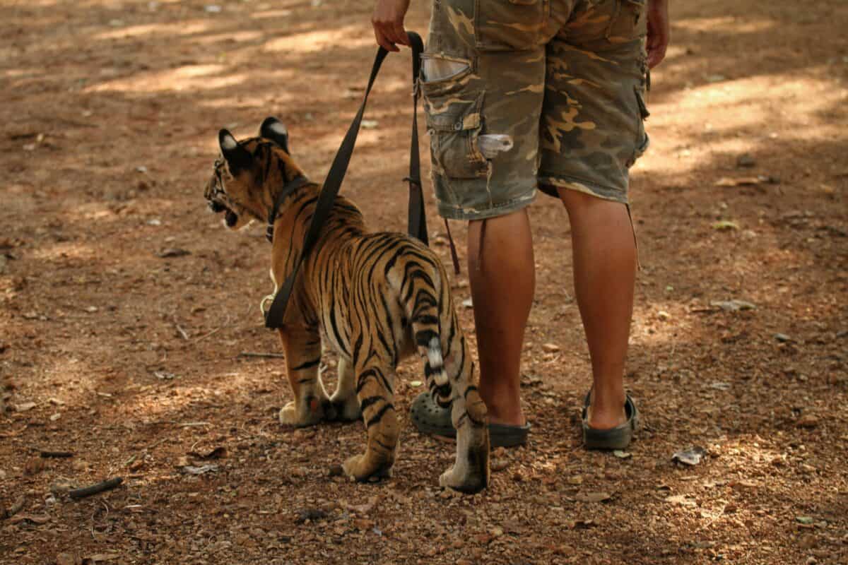 A man leashed a young tiger.