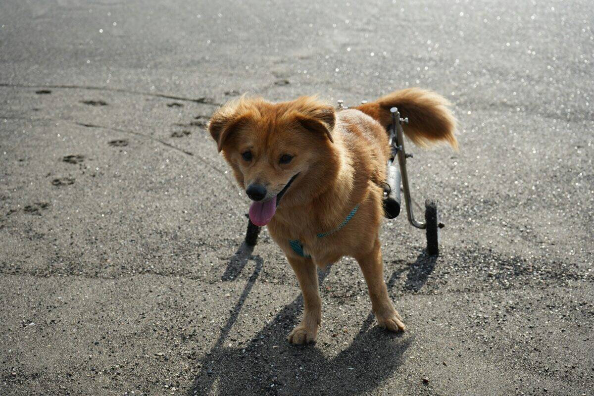 A usual day of a disabled dog.
