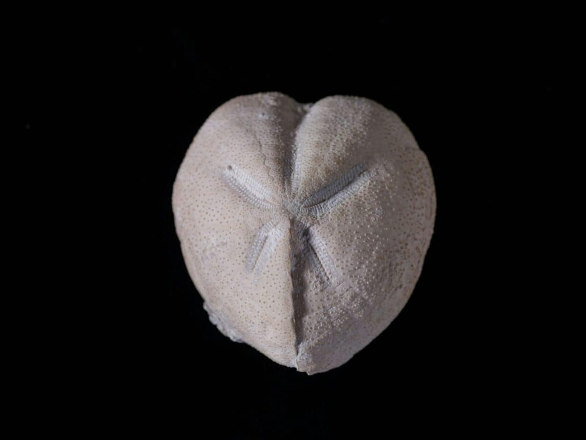 a heart shaped pillow on a black background