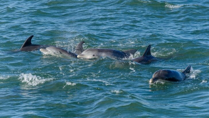 What U.S. Marine Biologists Are Learning From Dolphin Pods