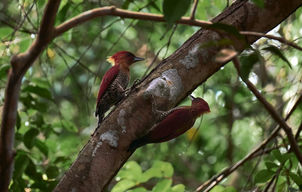 a couple of birds sitting on top of a tree branch