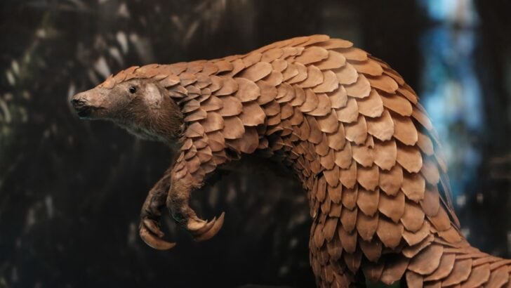 This Pangolin Was Long Thought Extinct — Until Now