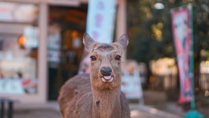 Why Deer Are Showing Up in U.S. Neighborhoods More Often