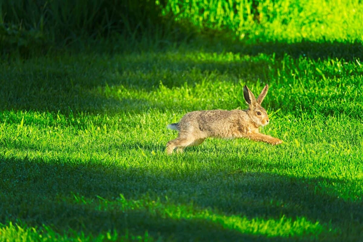 a rabbit running across a lush green field