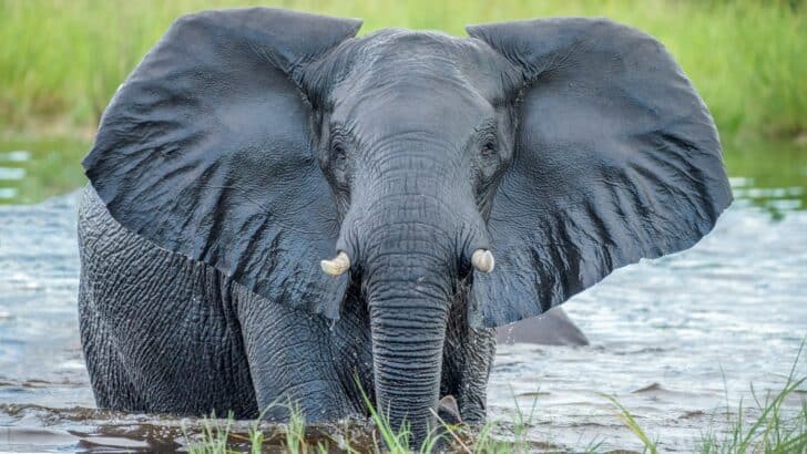 Why the Great Plains May Soon Host Elephants