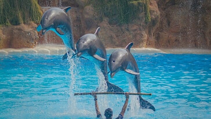 How Dolphins Pass Down Skills Across Generations