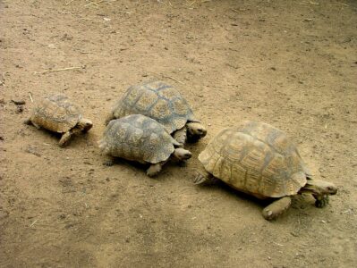 What the Turtle Spirit Animal Teaches About Patience and Persistence