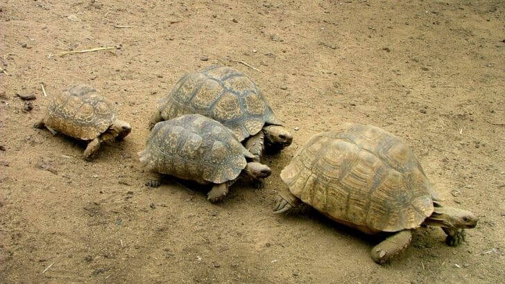 The World’s Oldest Living Turtles — And Their Secrets