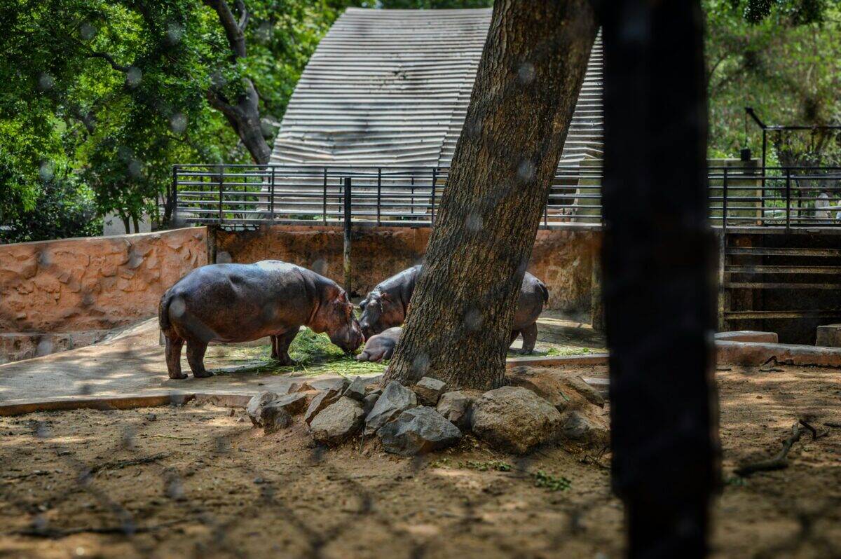 Two hippos in an enclosure at a zoo