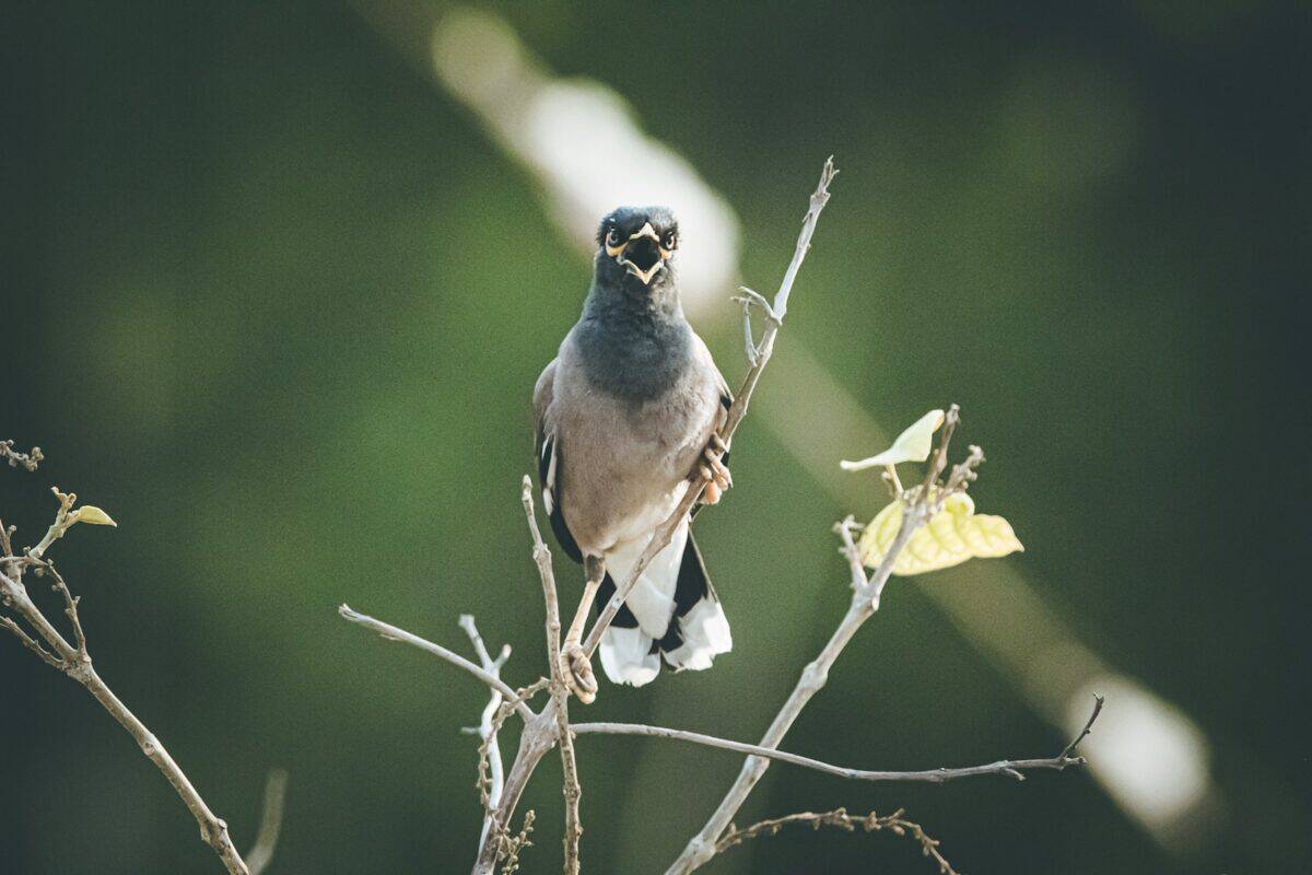 grey and white pigeon