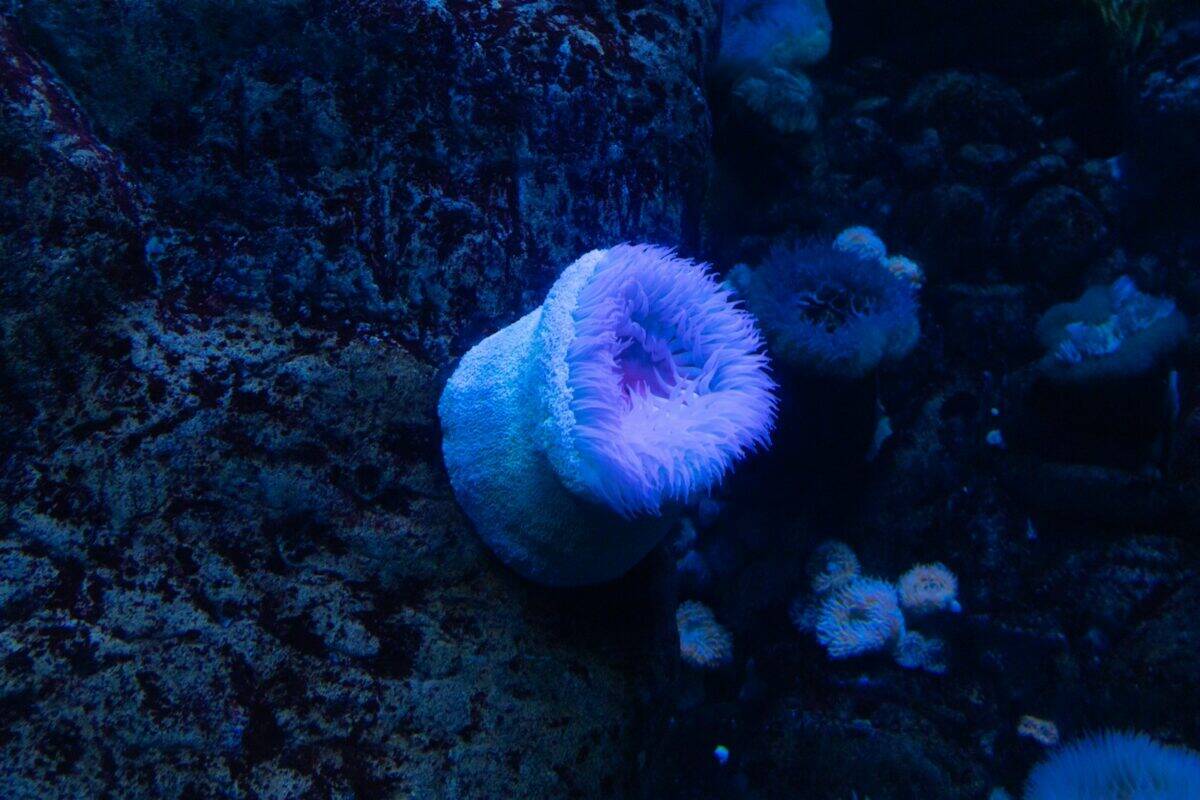 A blue and white sea anemone on a coral reef