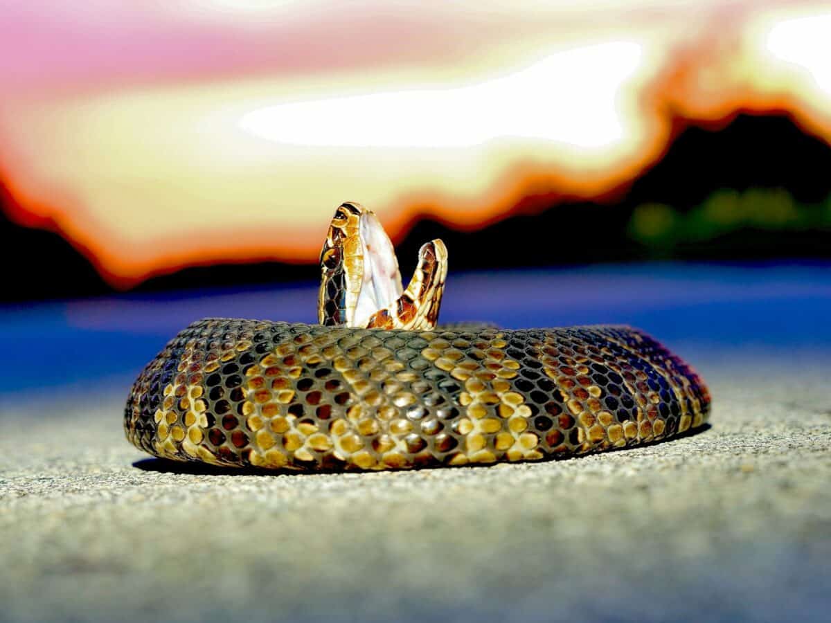 brown and black snake on gray concrete floor during sunset